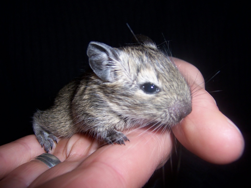 Degu Baby