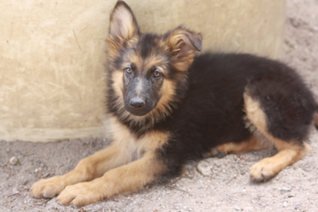 Ohren vom Schäferhund (Hund, Ohr, Welpen)