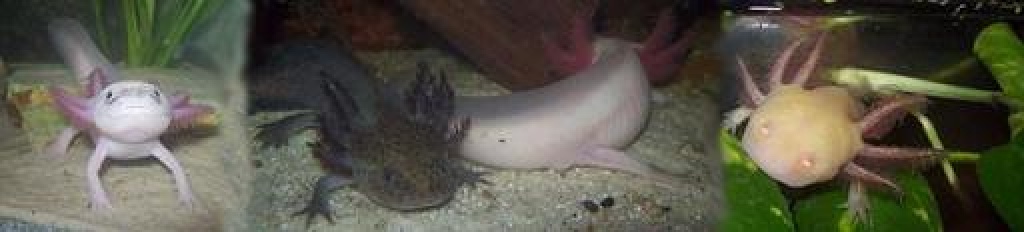 Tieranzeigen Axolotlforum Kleinanzeigen