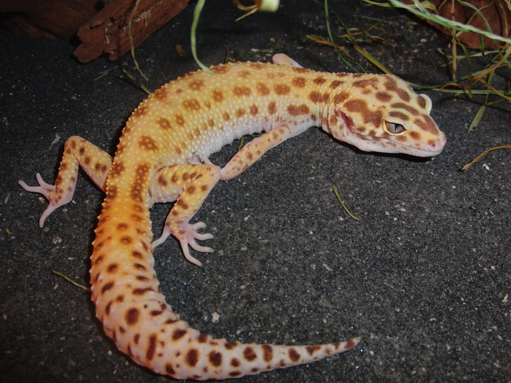Leopardgeckos Leopardgeckos