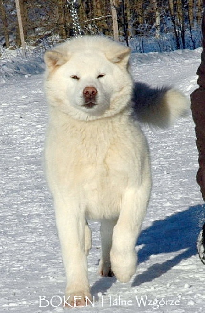 AKITA INU japanische akita weiss rude mit papieren Spitz