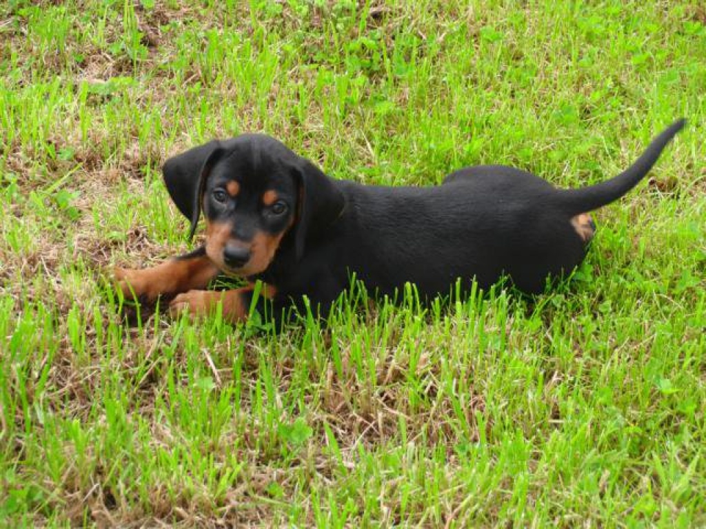 Slovakische Kopov Welpen Jagdhunde