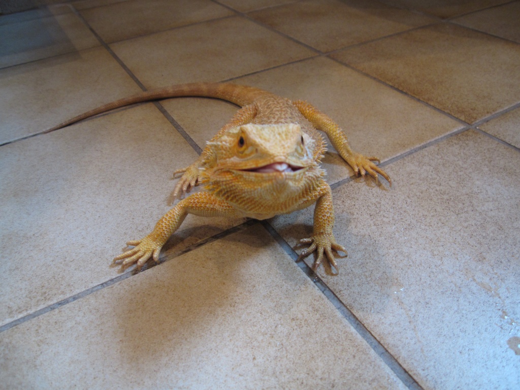 Bartagame Farbzucht Männchen Orange x Red Hypo (Holland Import