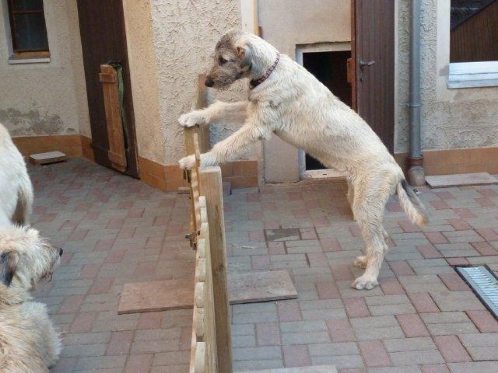 Hunde Rassehunde Irish Wolfhound Tieranzeigen