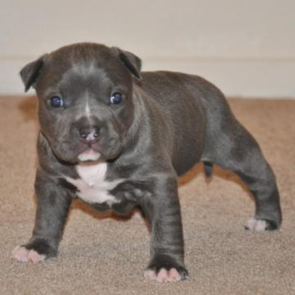 blaue Nase Pitbull Welpen - Pit Bull