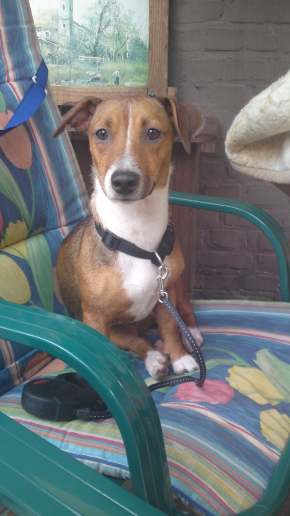 Jack Russell Mix H Ndin Abzugeben Mischlinge