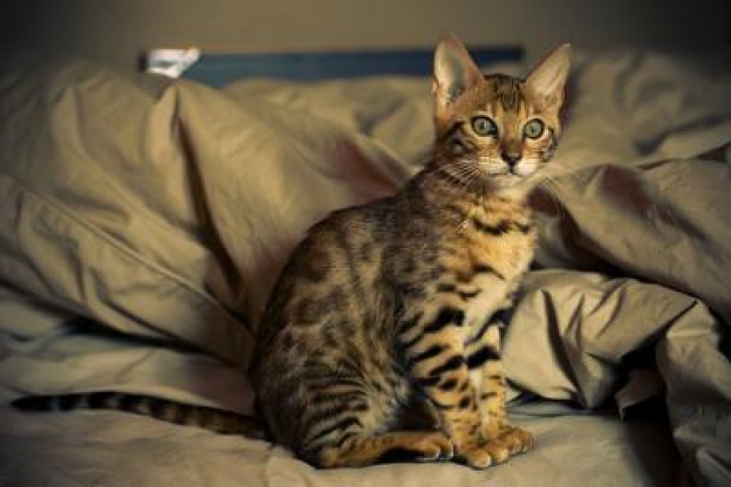 Katzen - Rassekatzen - Bengal Cat Tieranzeigen Seite 7