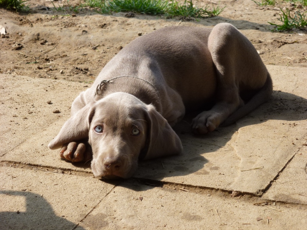 Hunde Rassehunde Weimaraner Tieranzeigen