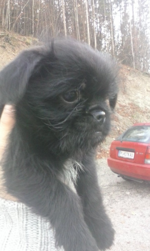 Hunde - Mischlinge Tieranzeigen Seite 18