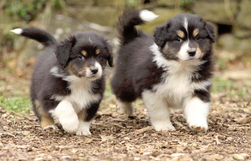 Hunde - Rassehunde - Australian Shepherd Tieranzeigen