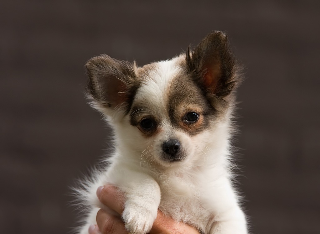 Hunde Rassehunde Chihuahua Tieranzeigen
