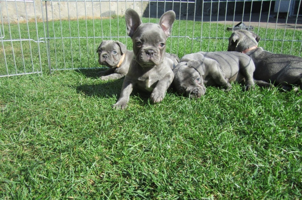 Hunde Rassehunde Französische Bulldogge Tieranzeigen