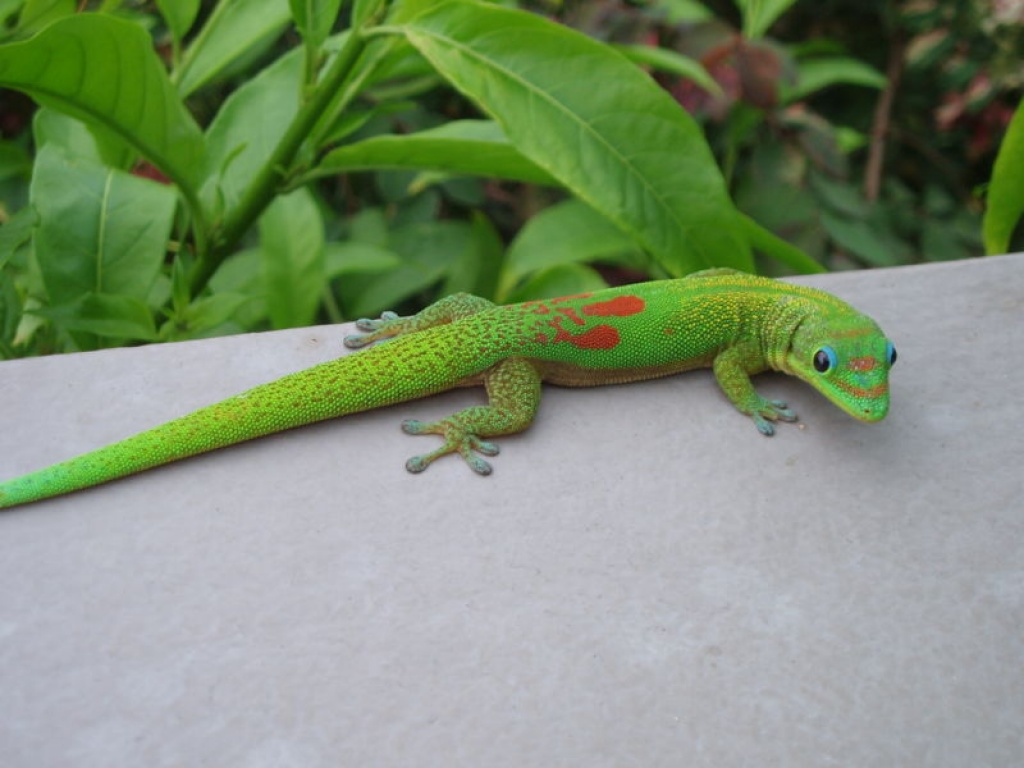 !!!verkaufe phelsuma laticauda laticauda!!! Geckos