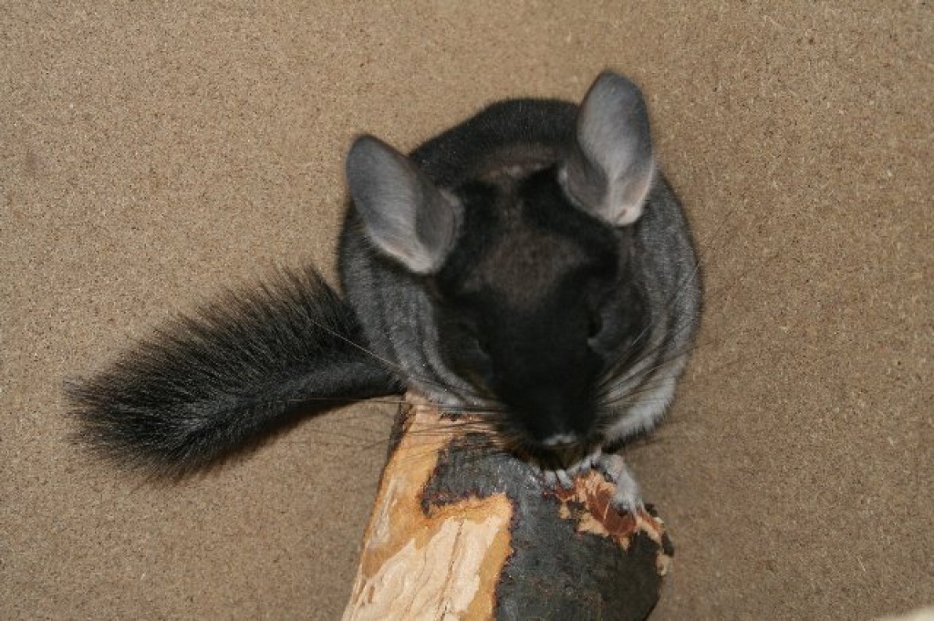 Süße Chinchilla suchen neues, liebevolles Zuhause! - Chinchillas