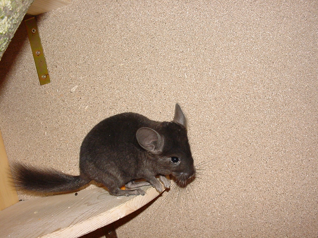 Tieranzeigen Chinchillas Kleinanzeigen