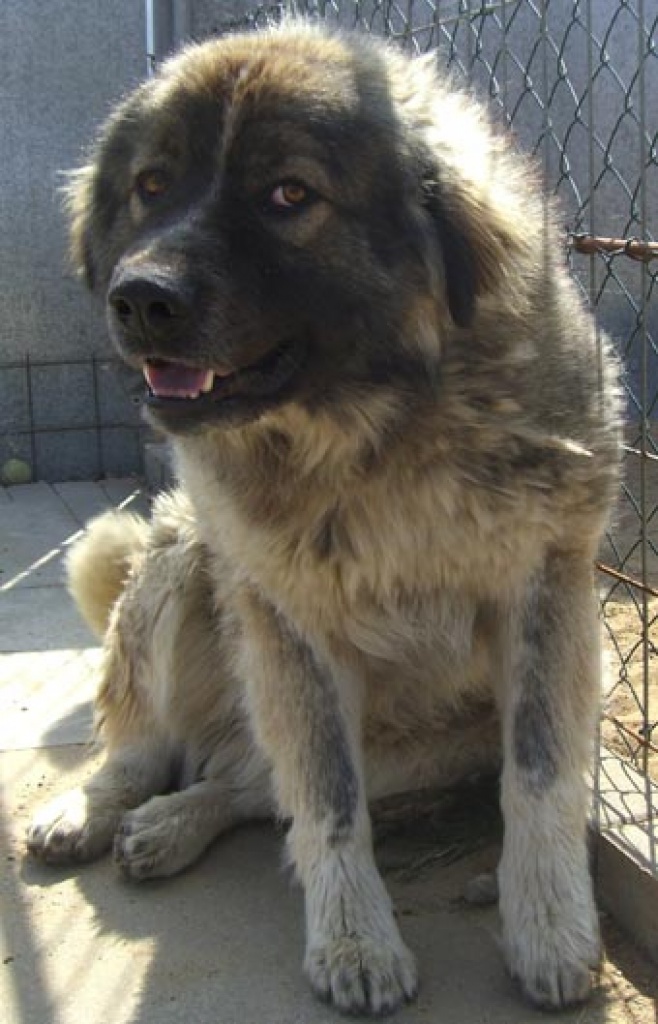 Rumänischer Hirtenhund