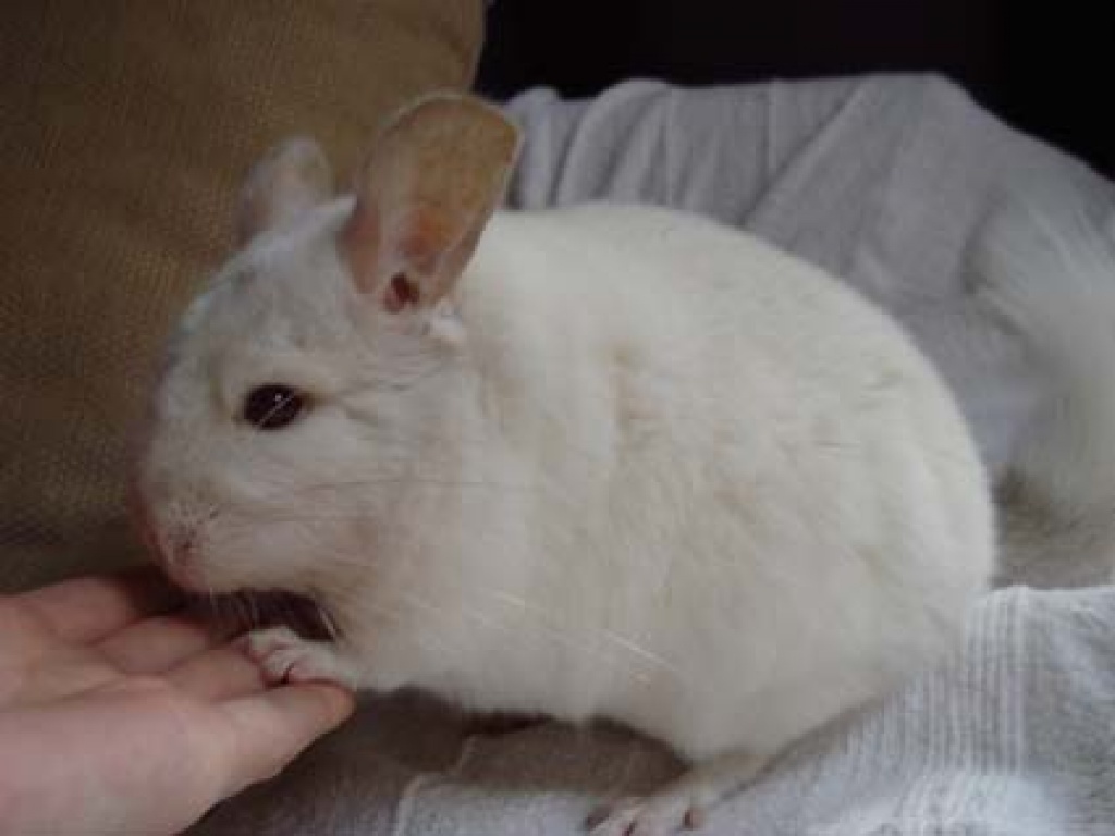 Nagetiere - Chinchillas Tieranzeigen Seite 22