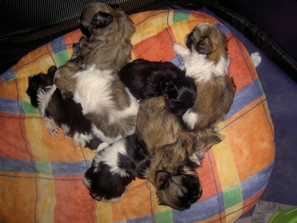 Shih Tzu Welpen