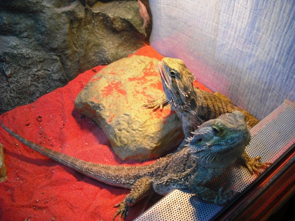 Bartagamenp?rchen Terrarium Zubeh?r Reptilien Bartagame : Bartagame Terrarium Farbe Bartagame Terrarium Farbe : Bartagamenp?rchen Terrarium Zubeh?r Reptilien Bartagame