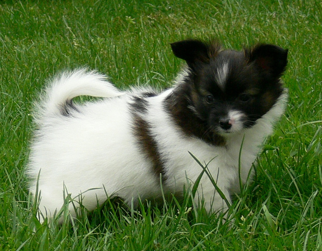 30+ Papillon Hund Baby Images