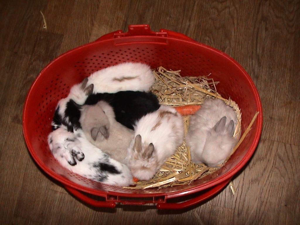 Bis Wieviel Grad Können Zwergkaninchen Draußen Bleiben Tieranzeigen Zwergkaninchen Kleinanzeigen