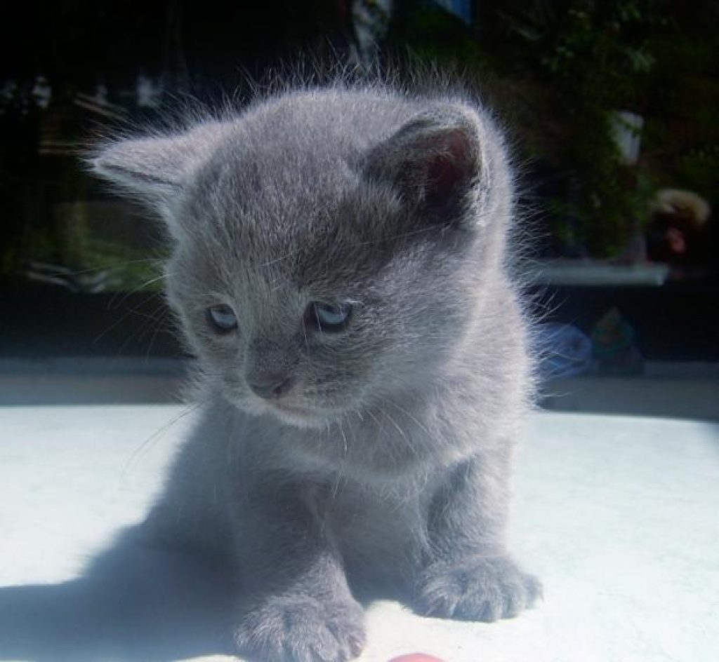 Katzen - Rassekatzen - Kartäuser Tieranzeigen Seite 4