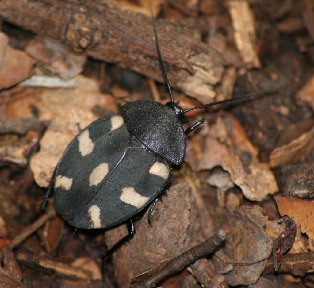 Eublaberus Posticus