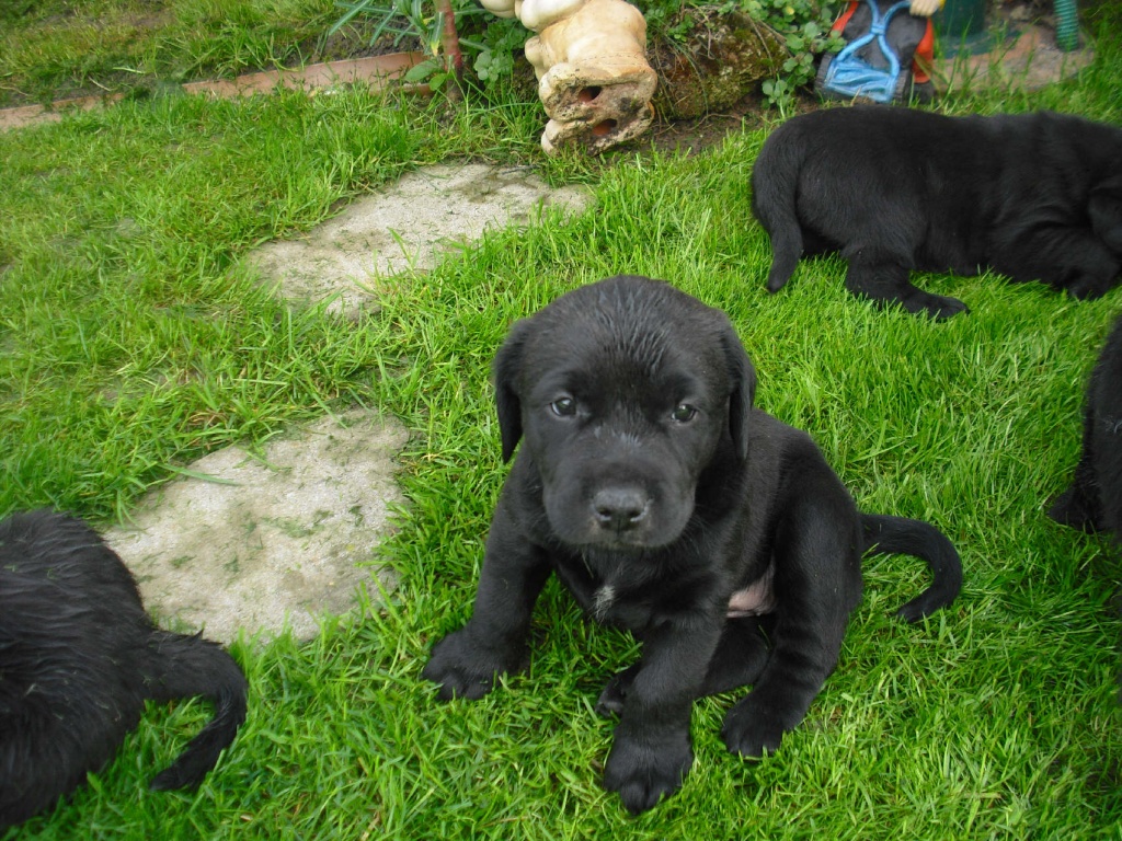 megasüße schwarze Labrador Mischlingswelpen Mischlinge