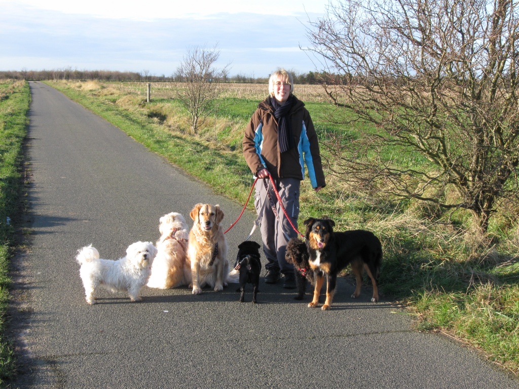 Wir betreuen Ihren Hund auf Föhr ( Wyk, 25938 ) Hundesitter