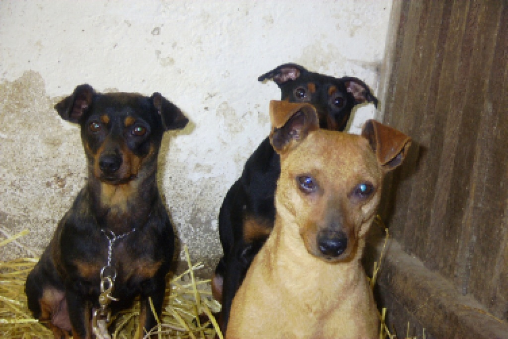 Tieranzeigen Zwergpinscher Kleinanzeigen