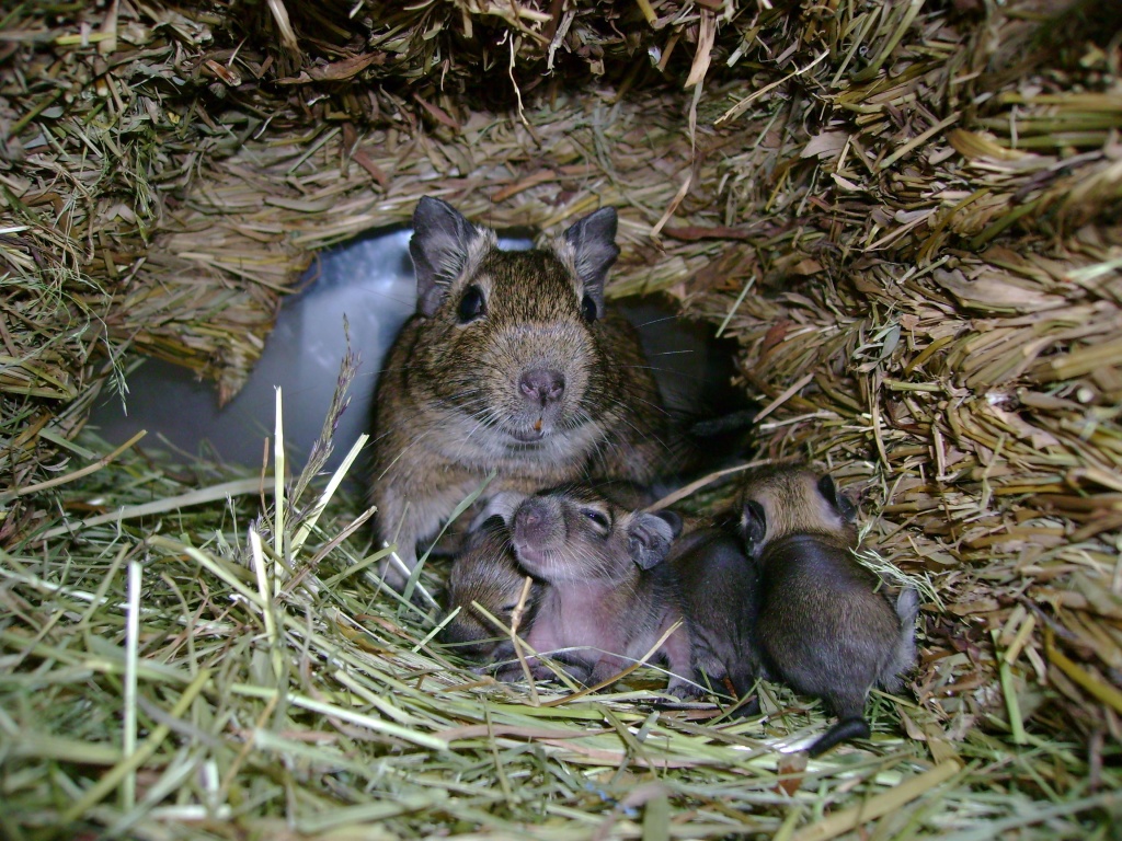 10 Degu Baby´s Suchen Ein Neues Zu Hause Degus