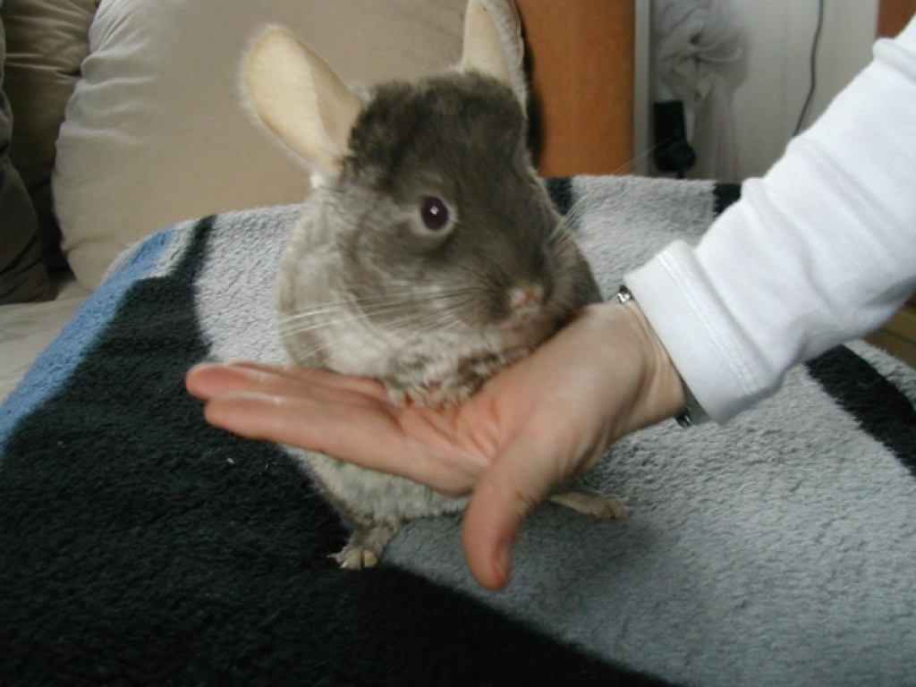 2 Chinchilla - Weibchen braun/ beige - Chinchillas