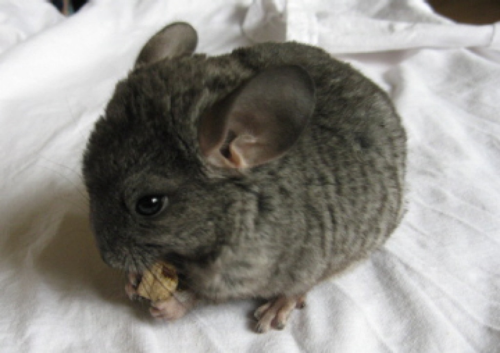 Tieranzeigen Chinchillas Kleinanzeigen