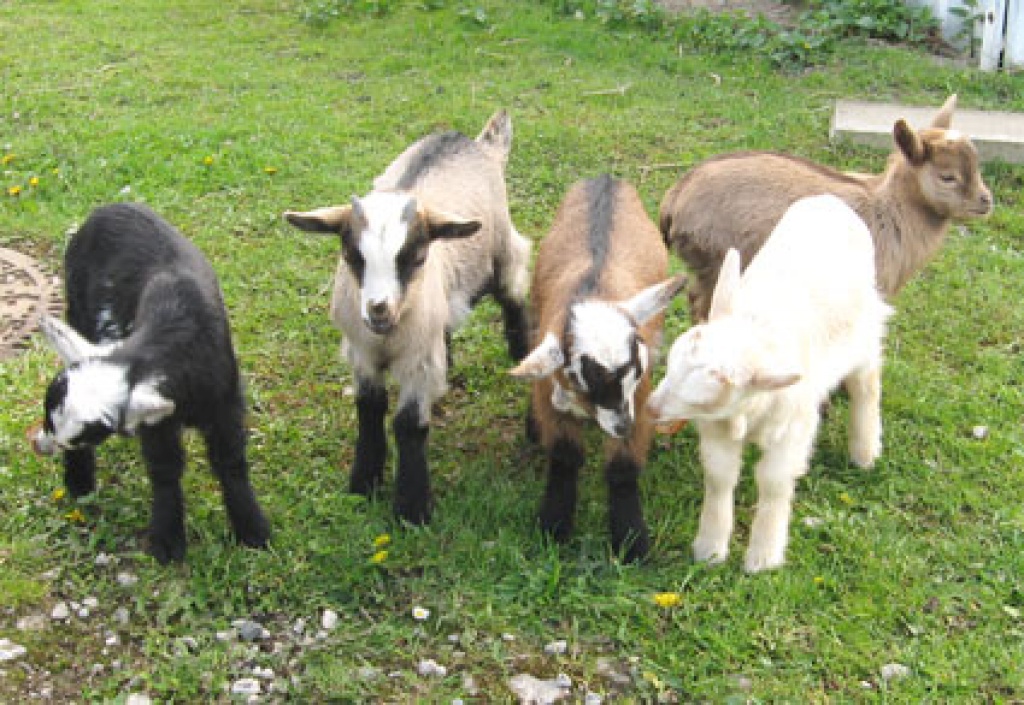 Tieranzeigen Zwergziegen Kleinanzeigen