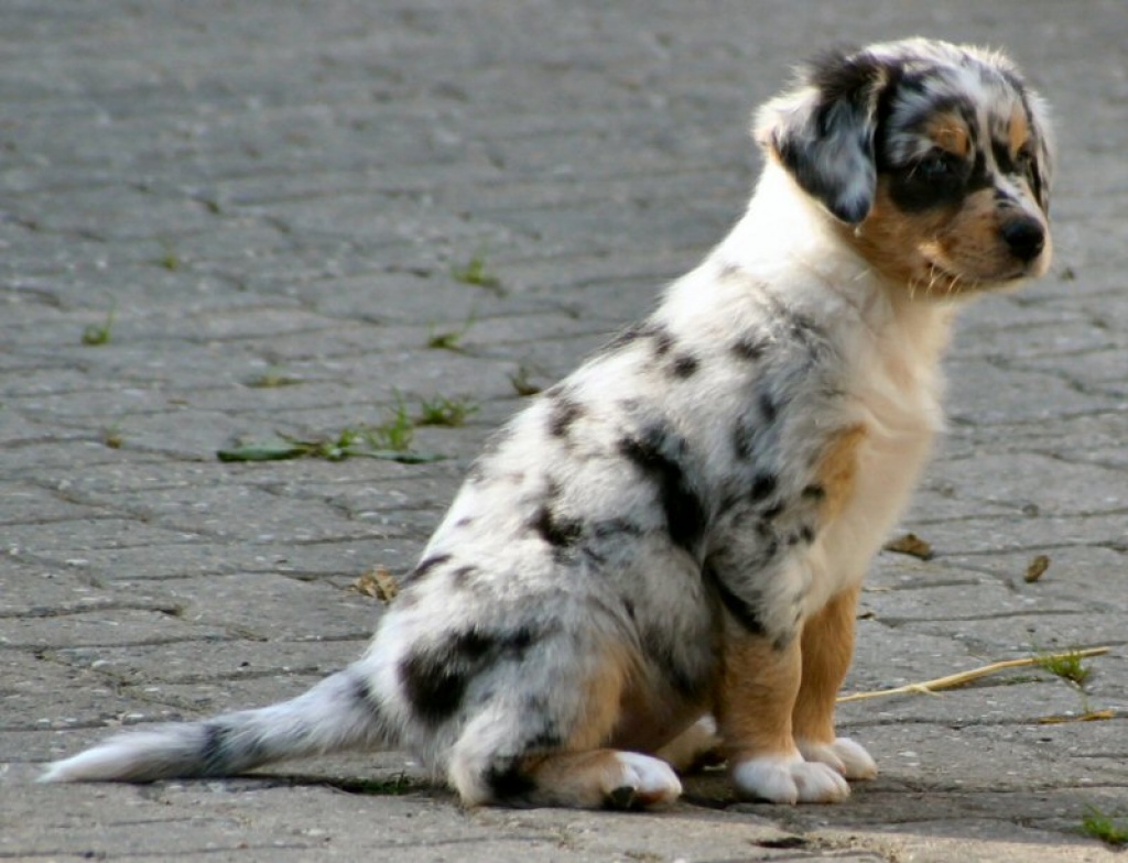 Bildhübsche Australian Sheperd Welpen abzugeben!!! - Australian Shepherd