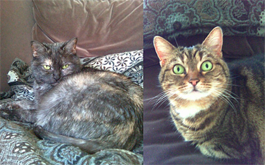 Kijiji Berlin Katzen Kijiji Berlin Katzen