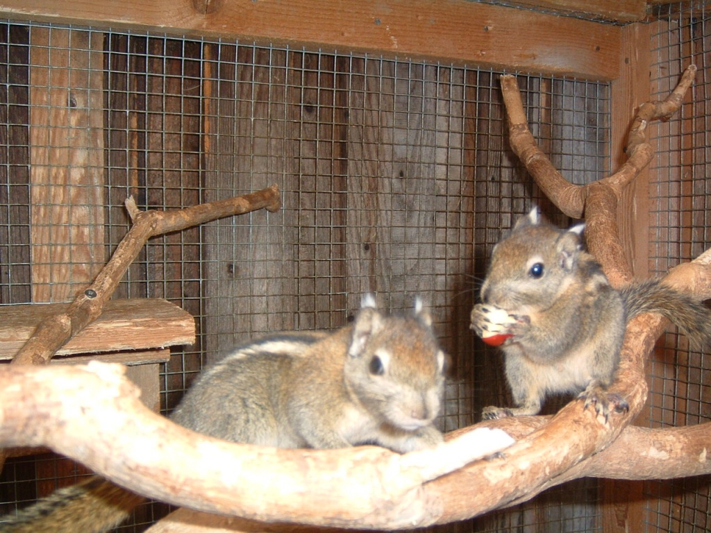 Tieranzeigen Baumstreifenhörnchen Kleinanzeigen