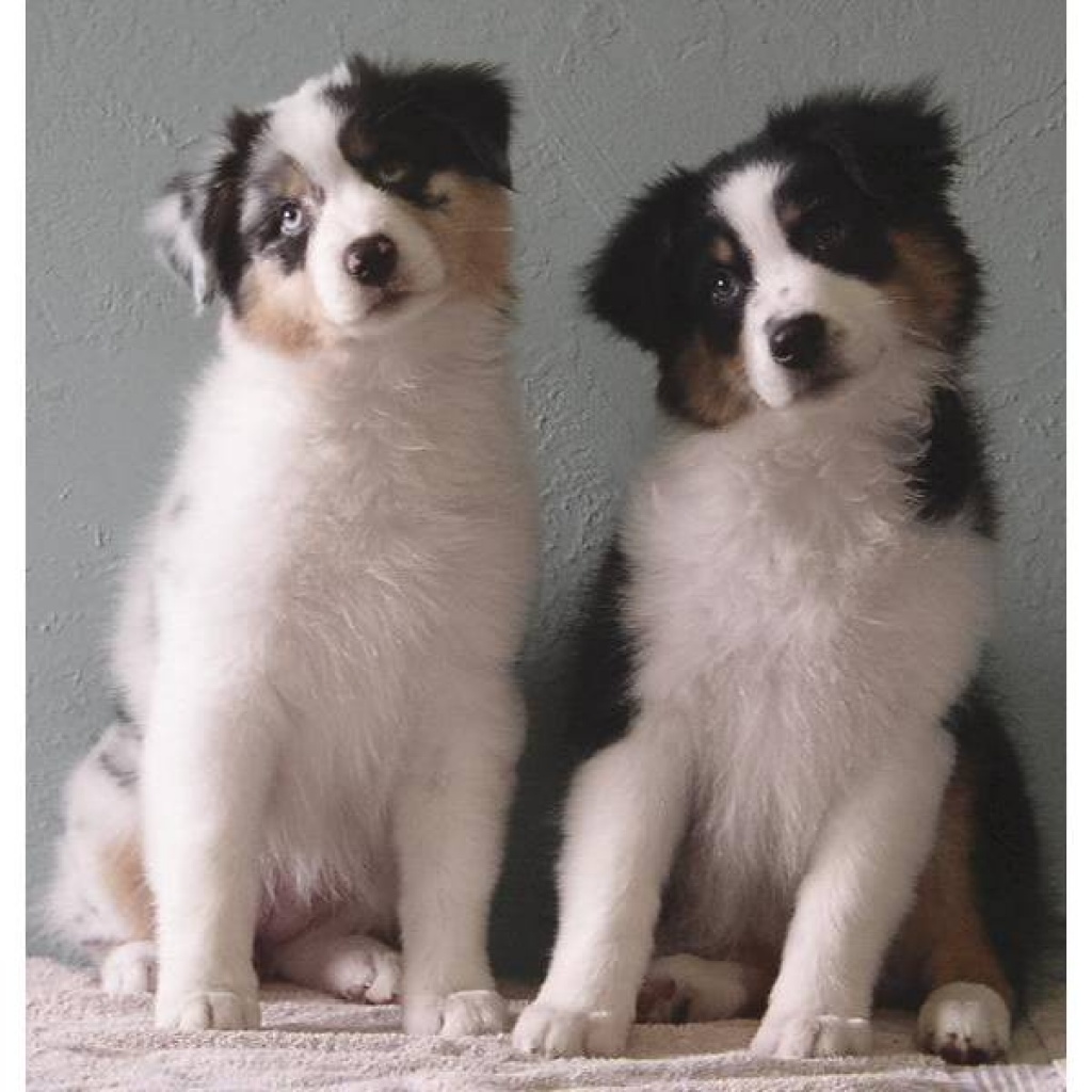 Hunde - Rassehunde - Australian Shepherd Tieranzeigen Seite 8