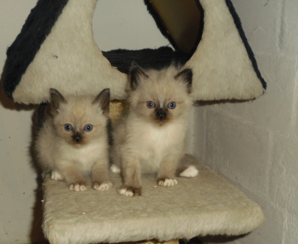 Katzen Rassekatzen Birma Tieranzeigen Seite 4