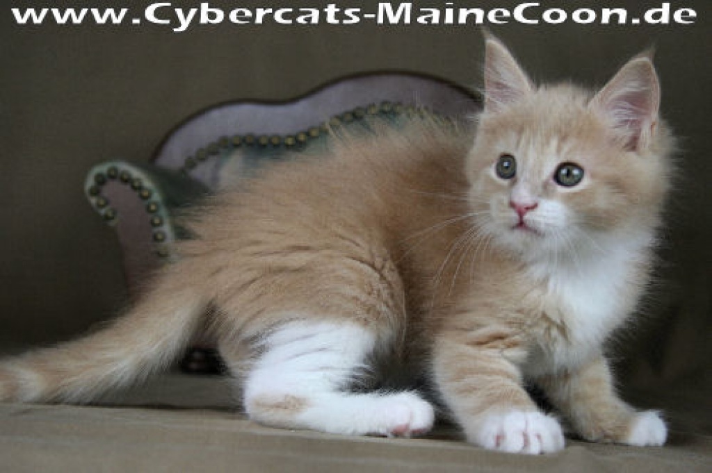 Maine Coon Creme White