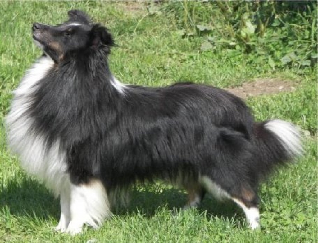 Hunde - Rassehunde - Sheltie Tieranzeigen Seite 1