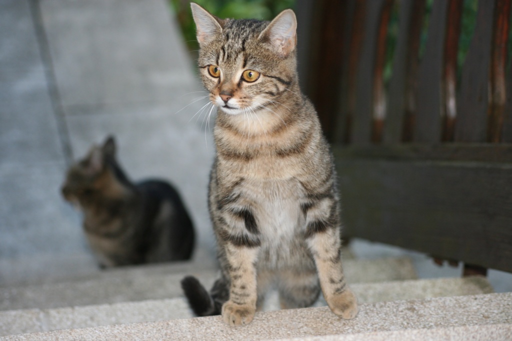 Schildpatt Hauskatzen