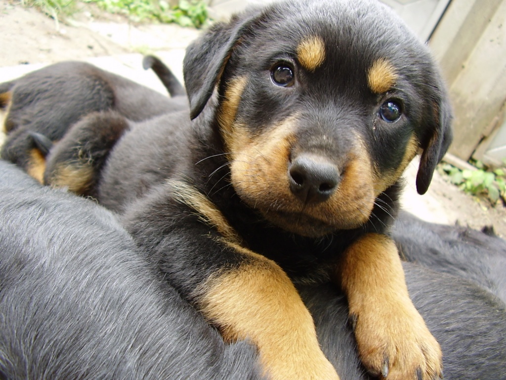 Tiere Kleinanzeigen Homberg Ohm Anzeigenmarkt Homberg Ohm