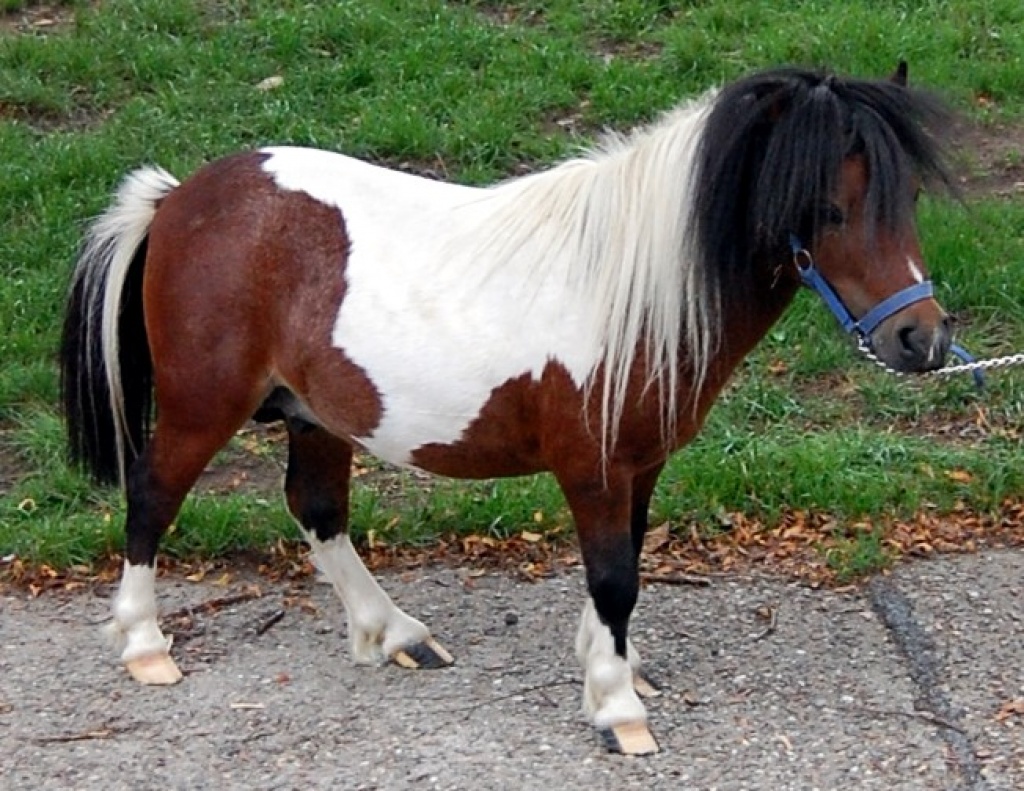 Ponys In Not Kaufen : Soll ich mir ein Pony kaufen ohne es zu reiten