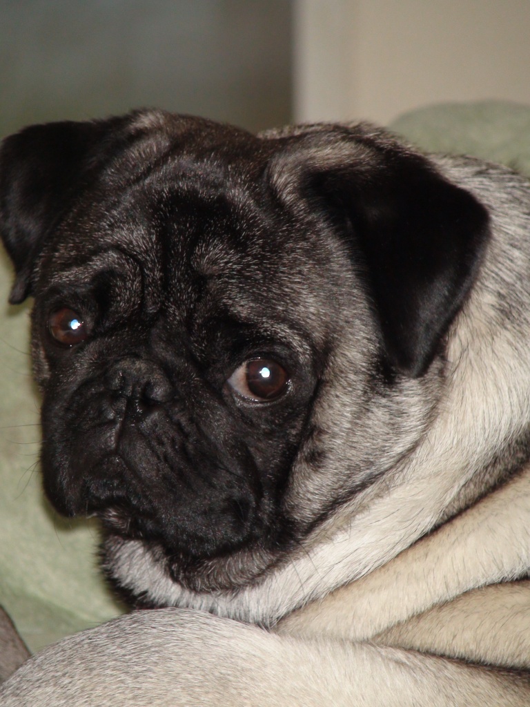 Hunde Rassehunde Mops Tieranzeigen Seite 15