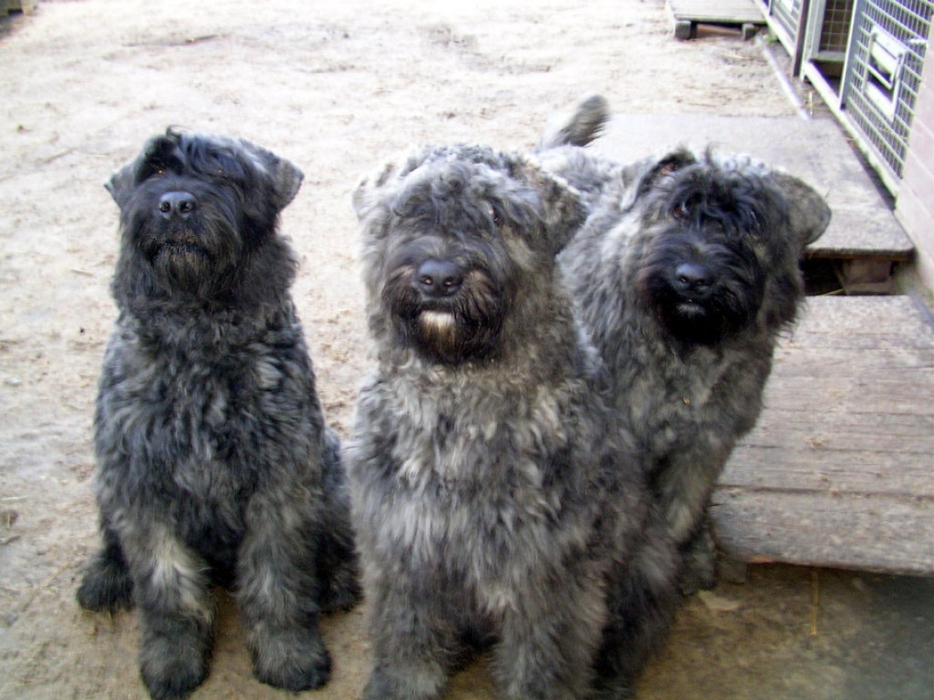 Hunde Rassehunde Bouvier Des Flandres Tieranzeigen