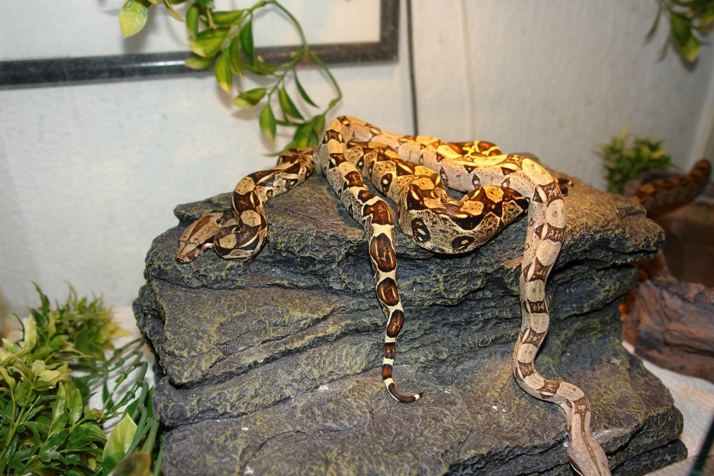 Boa Constrictor zu verkaufen - Boa