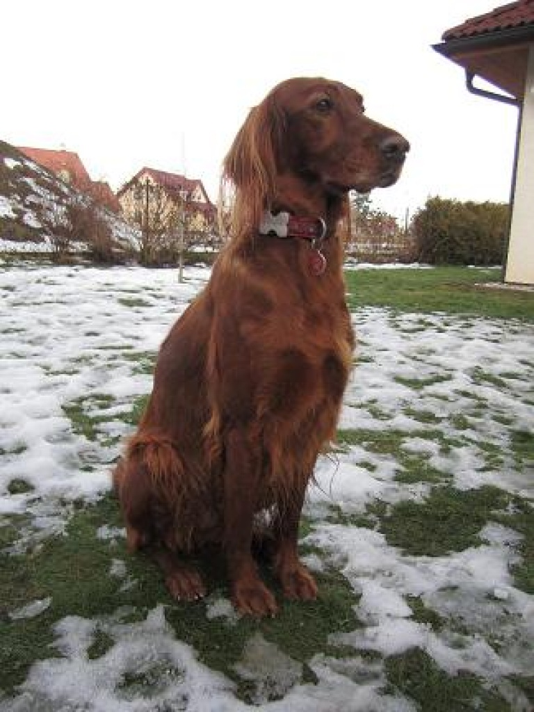 Hunde Rassehunde Irish Setter Tieranzeigen