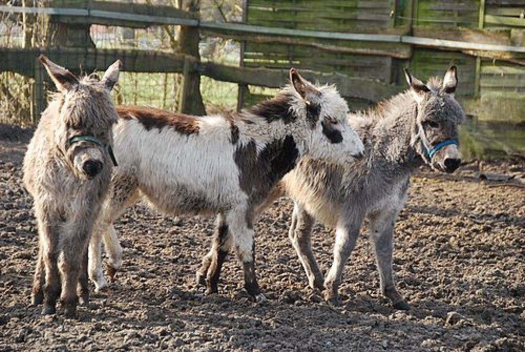 Nutztiere Esel Tieranzeigen