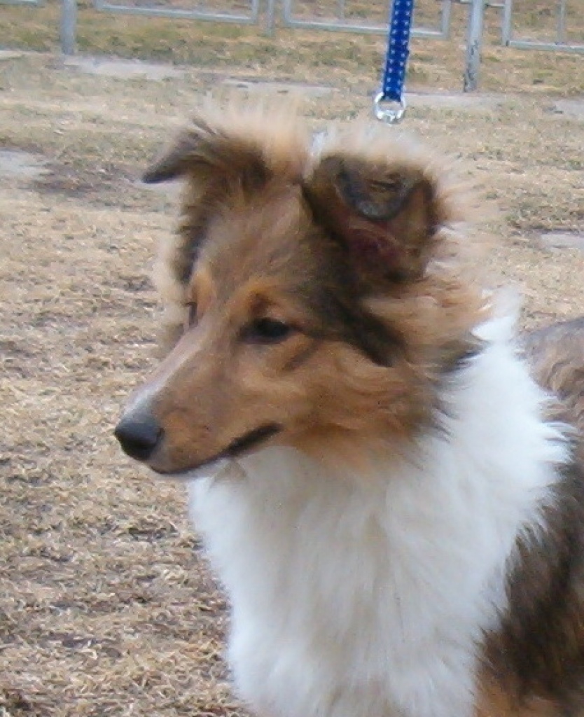 Hunde - Rassehunde - Sheltie Tieranzeigen Seite 1